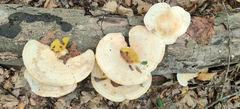 Trametes