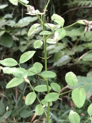 Rosa nutkana