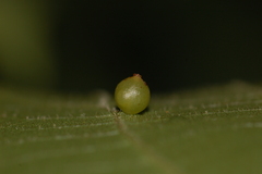 Caryomyia leviglobus