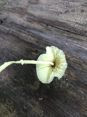 Leucocoprinus birnbaumii