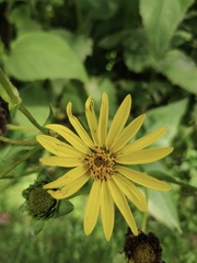 Silphium