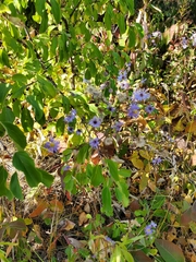Symphyotrichum ciliolatum