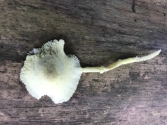 Leucocoprinus birnbaumii