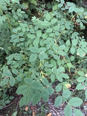 Rosa nutkana