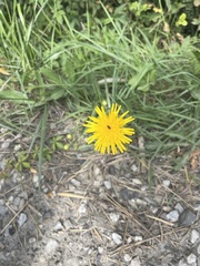 Hieracium lachenalii