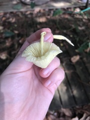 Leucocoprinus birnbaumii