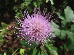 Cirsium altissimum