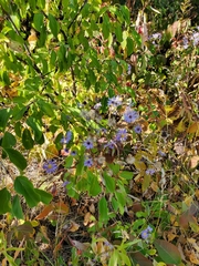Symphyotrichum ciliolatum
