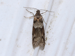 Tortricodes alternella