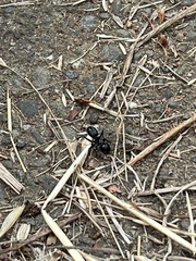 Camponotus laevissimus