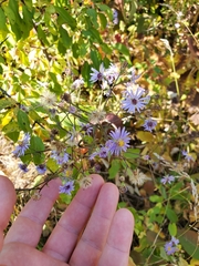 Symphyotrichum ciliolatum