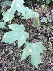 Acer macrophyllum