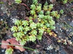 Sedum oaxacanum