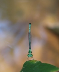 Coenagrion