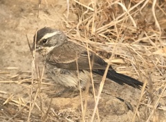 Amphispiza bilineata