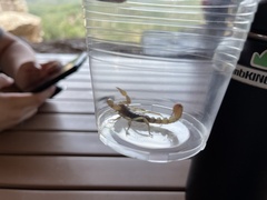 Paravaejovis spinigerus