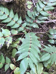 Berberis nervosa