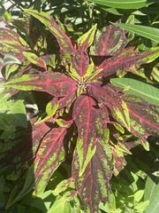Amaranthus cruentus