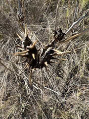 Datura quercifolia