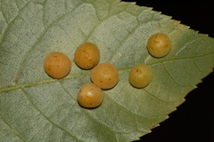 Caryomyia conoidea
