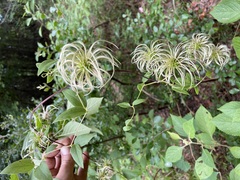 Clematis reticulata