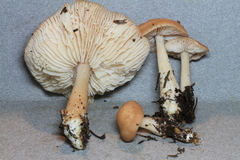 Rhodocollybia asema