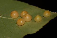Caryomyia conoidea