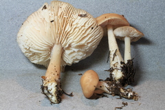 Rhodocollybia asema