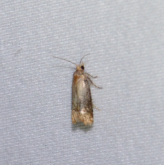 Eucosma ochroterminana
