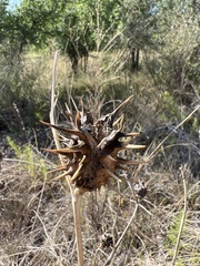 Datura quercifolia