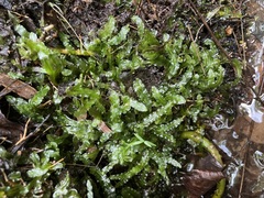 Pallavicinia lyellii