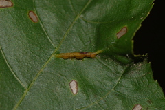 Phylloxera caryaevenae