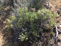 Ericameria linearifolia