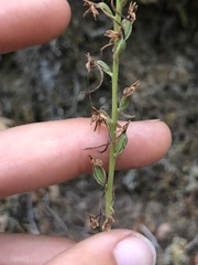 Platanthera elongata