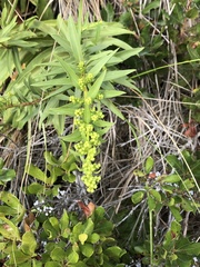 Solidago sempervirens