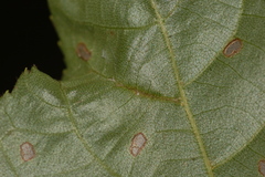 Phylloxera caryaevenae