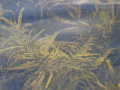 Potamogeton robbinsii