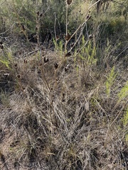 Datura quercifolia