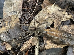 Tigrosa georgicola