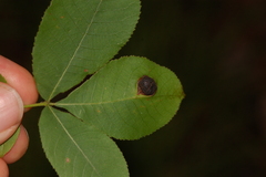 Phylloxera