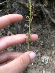Platanthera elongata