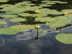 Nuphar variegata
