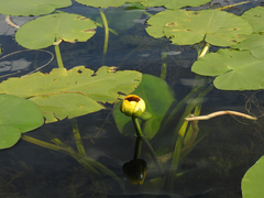 Nuphar variegata