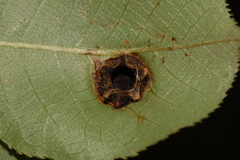Phylloxera