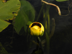 Nuphar variegata