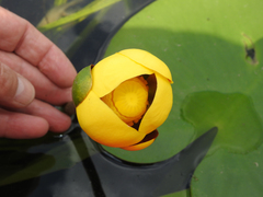 Nuphar variegata
