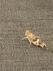 Trimerotropis pallidipennis