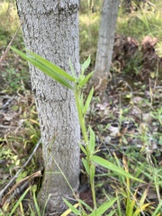 Dichanthelium acuminatum