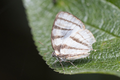 Arawacus separata