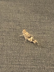 Trimerotropis pallidipennis